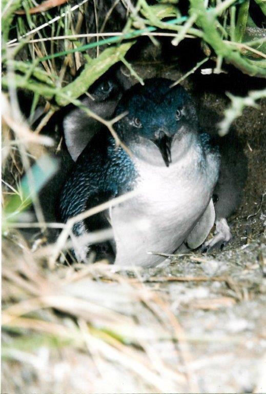 Low Head Penguin Tour Tasmania Australia